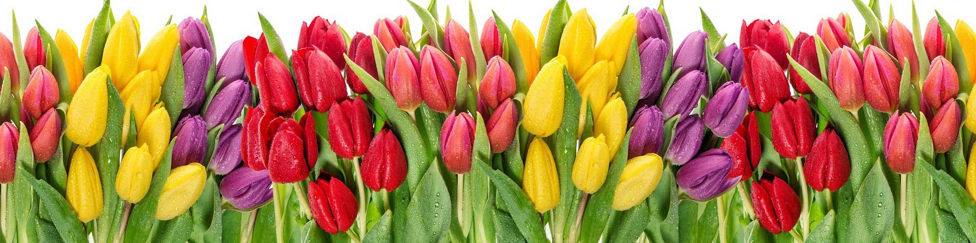 En række farverige tulipaner i rød, gul, lilla og pink. Blomsterne står med grønne blade, der fremhæver deres vibrerende nuancer. Baggrunden er hvid, hvilket får tulipanerne til at skille sig ud.